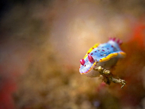 Hypselodoris bennetti, Bare Island by Doug Anderson 